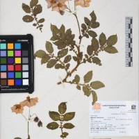 CIP 761194_OCHS 11298_01.jpg