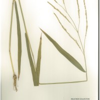 IRGC 93268 Herbarium