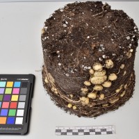 CIP765624_OCH 13668a_Tb.JPG