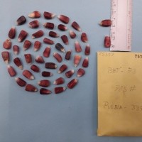 CIMMYTMA 7535 - Reference inventory.jpg