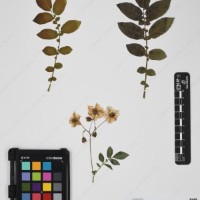 CIP 760341_HHCH 5074_03.jpg