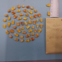 CIMMYTMA 7423 - Reference inventory.jpg