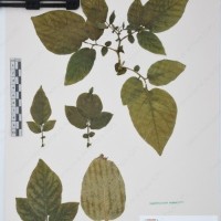 CIP 760471_HHA 6662.jpg