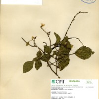 17316 herbarium
