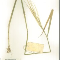 IRGC 92929 Herbarium