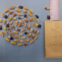 CIMMYTMA 7530 - Reference inventory.jpg