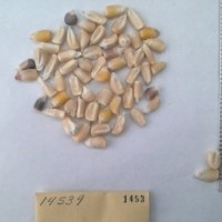 CIMMYTMA 1453 - Reference Inventory.jpg