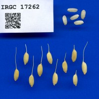 IRGC 17262 Seed Photo