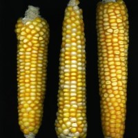 CIMMYTMA 27408 CHIS 822 TC24U-2903-163 E.jpg