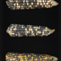 CIMMYTMA 27426 CHIS 840 TC20U 2903 60 E1330 _compress.jpg