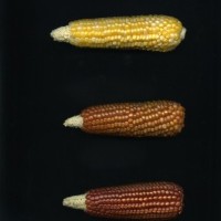 CIMMYTMA 18728 CHZM 13 134 AF18A-0903-194 E1.jpg