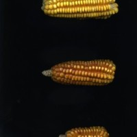 CIMMYTMA 18949 BOZM 1356 TC22U-2903-54 E.jpg