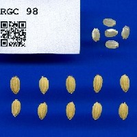 IRGC 98 Seed Photo
