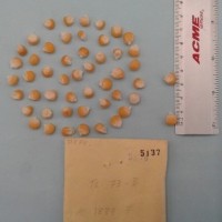 CIMMYTMA 5137 - Reference Inventory.jpg