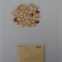 CIMMYTMA 5033 - Reference Inventory.jpg