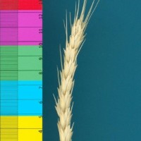 CWI3168_52594_497.jpg
