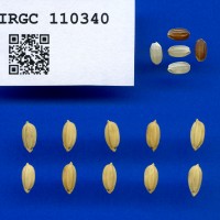 IRGC 110340 Seed Photo