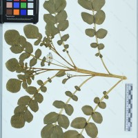 CIP 761026 herbarium