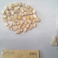 CIMMYTMA 2551 - Reference Inventory.jpg