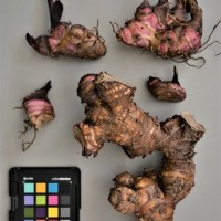 CIP 206007 (rhizome).JPG