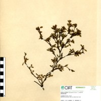 1216 herbarium