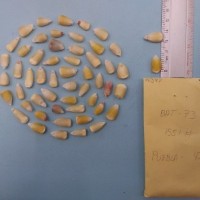 CIMMYTMA 7639 - Reference inventory.jpg