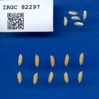IRGC 82297 Seed Photo