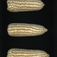 CIMMYTMA 26814 GUAN 396 BA22U-2903-70 E.jpg