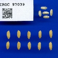 IRGC 97039 Seed Photo