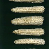 CIMMYTMA 27542 GUAT 1034 GD21B-6903-146 C.jpg