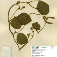 19519 herbarium