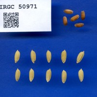 IRGC 50971 Seed Photo