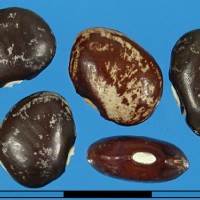 G25781 seed.jpg