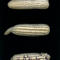 CIMMYTMA 1455 MICH 32 GD21B-6903-120 E.jpg