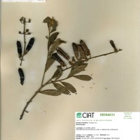 9263 herbarium