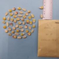 CIMMYTMA 7930 - Reference inventory.jpg