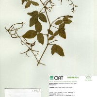 13968 herbarium