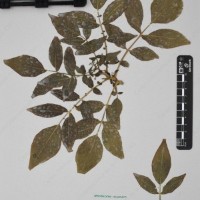 CIP 760259_HHCH 4562_09.jpg