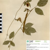 25009 herbarium