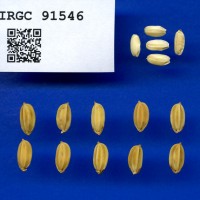 IRGC 91546 Seed Photo