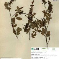13159 herbarium