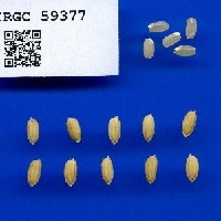 IRGC 59377 Seed Photo