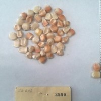 CIMMYTMA 2550 - Reference Inventory.jpg