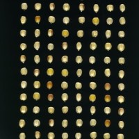 CIMMYTMA 5852 OAXA 291 PV22A-1903-121 K873 _compress.jpg