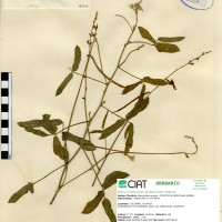 4024 herbarium