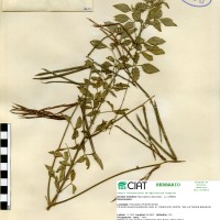 4602 herbarium