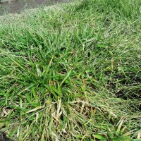 Urochloa decumbens 14691-full plant.JPG