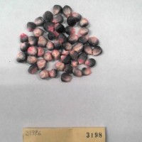 CIMMYTMA 3198 - Reference Inventory.jpg