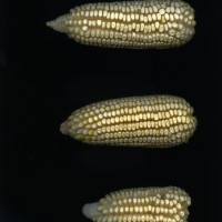 CIMMYTMA 24628 OAXA 514 BA22U-2903-39 E1.jpg