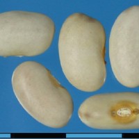 G1805 seed.jpg